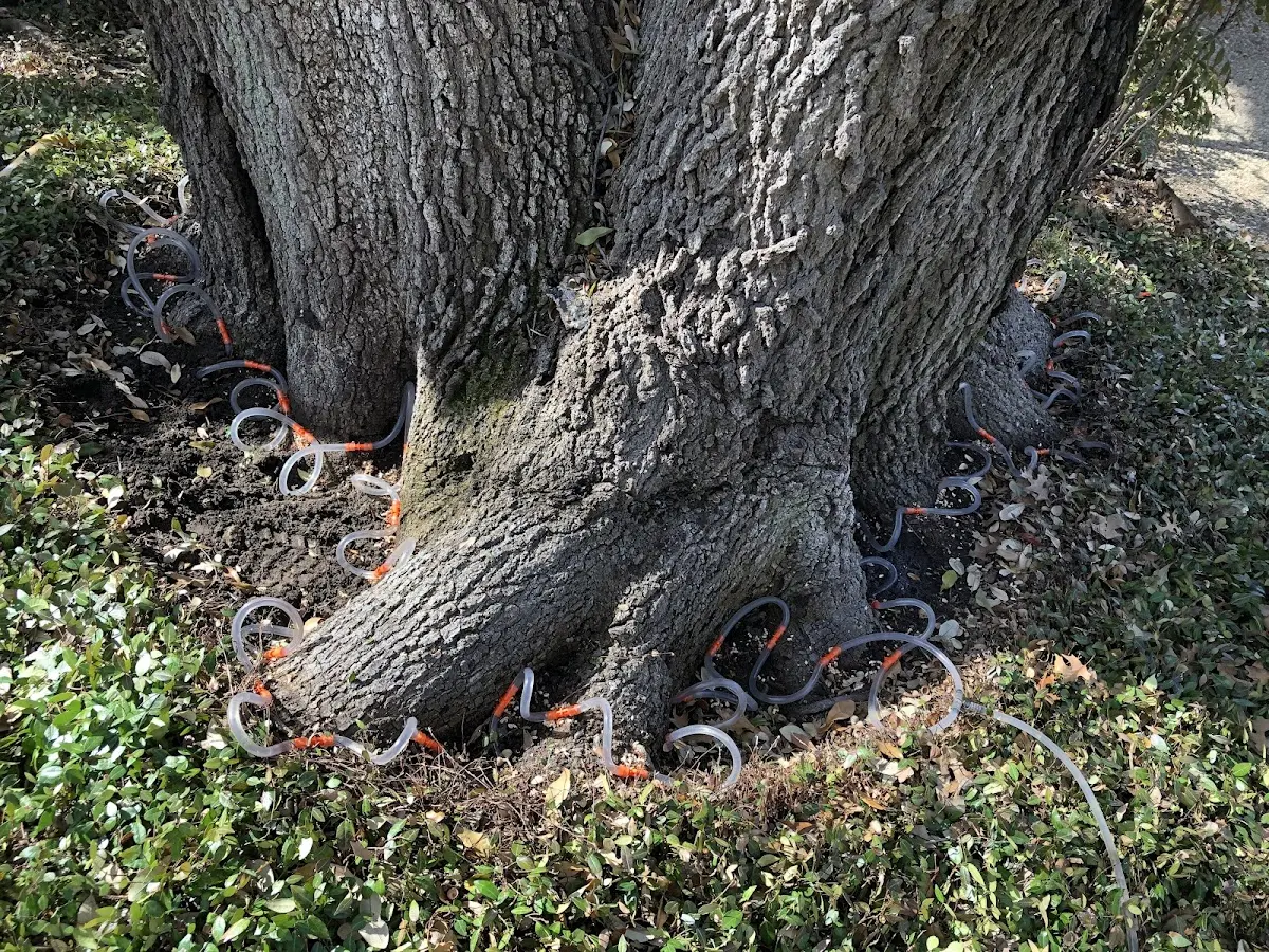 Detailed Shrub and Hedge Trimming job site in Pleasant Shade