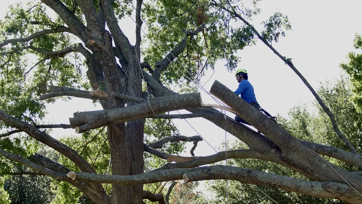 Professional Crown Thinning performed by certified arborists in Pleasant Shade