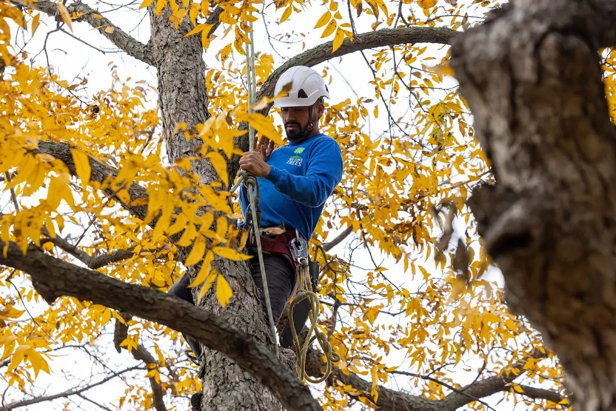 Skilled Storm Damage Cleanup crew working in Pleasant Shade