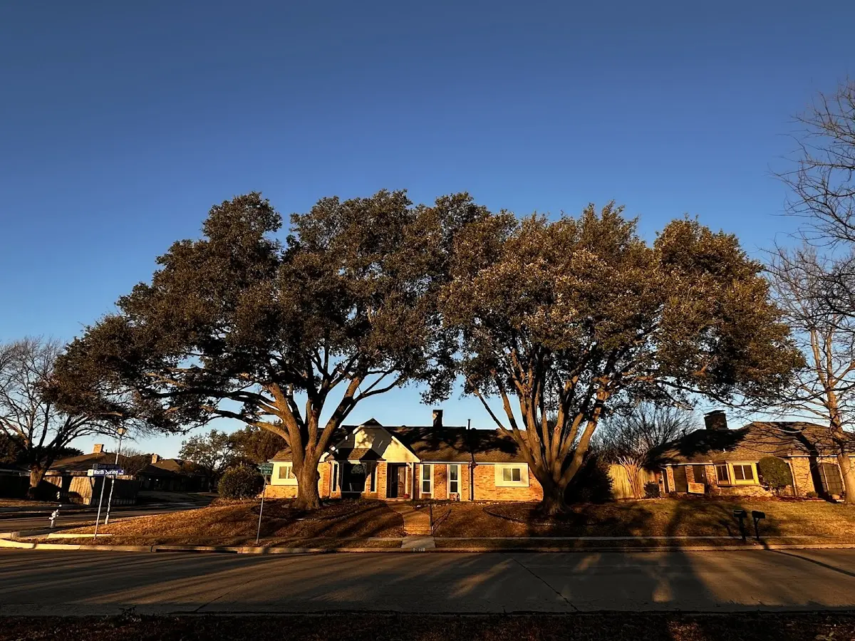Established residential canopy tree shading a home in Pleasant Shade